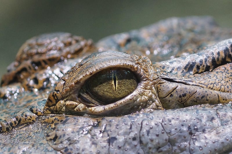 Scaley Wonders